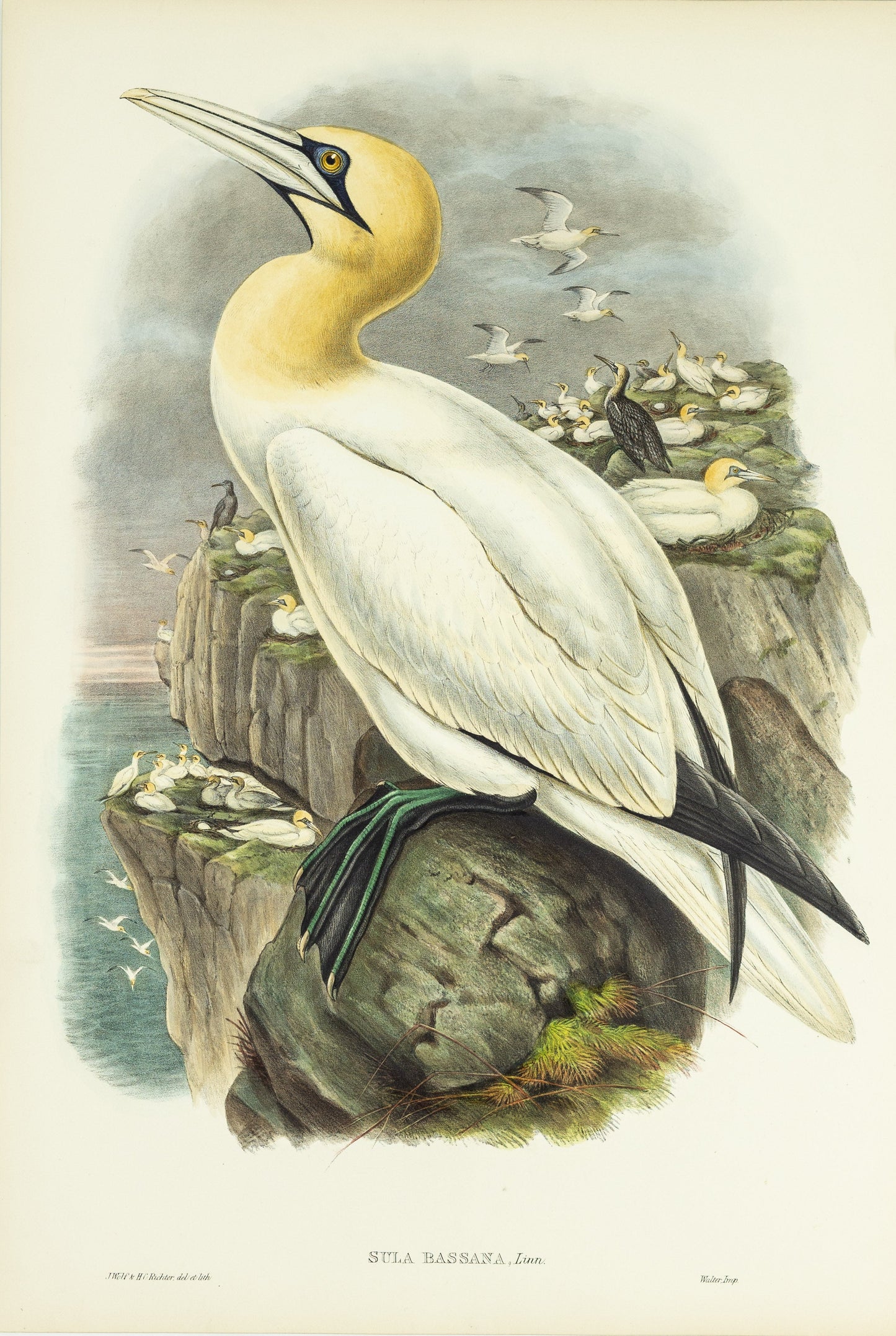 John Gould (1804-1881), Sula bassana [Gannet, or Solan Goose]