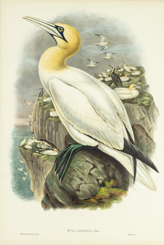 John Gould (1804-1881), Sula bassana [Gannet, or Solan Goose]