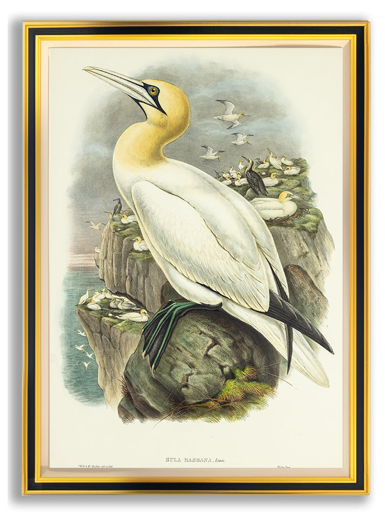John Gould (1804-1881), Sula bassana [Gannet, or Solan Goose]