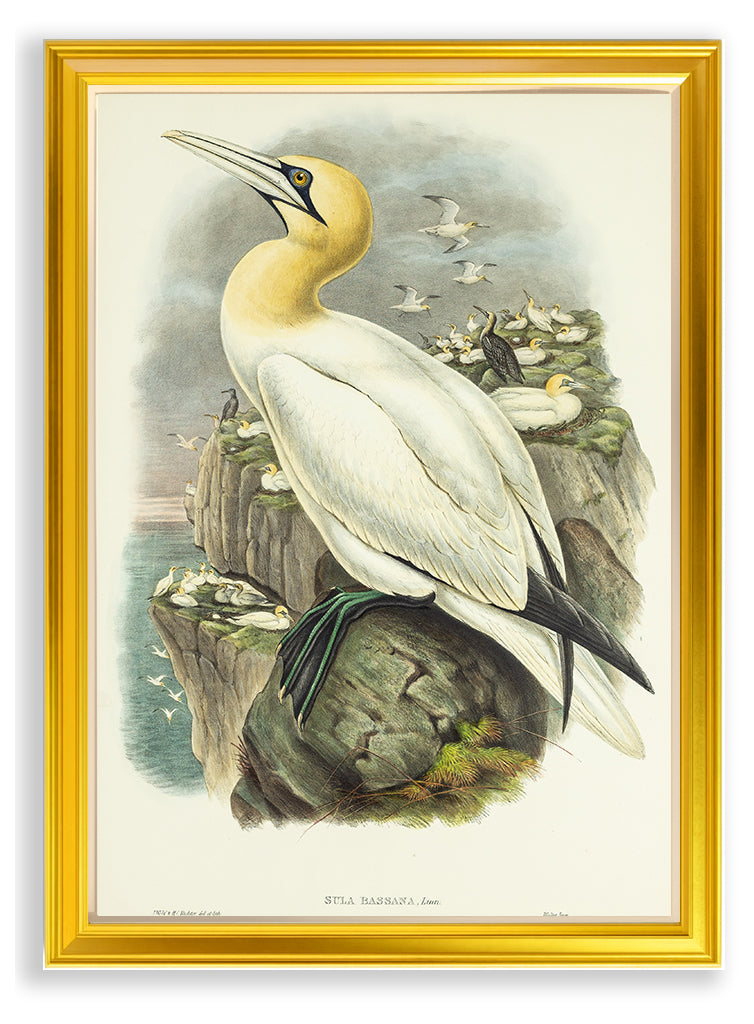 John Gould (1804-1881), Sula bassana [Gannet, or Solan Goose]