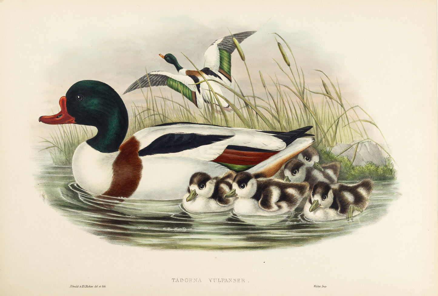 John Gould (1804-1881), Tadorna vulpanser [Sheldrake]