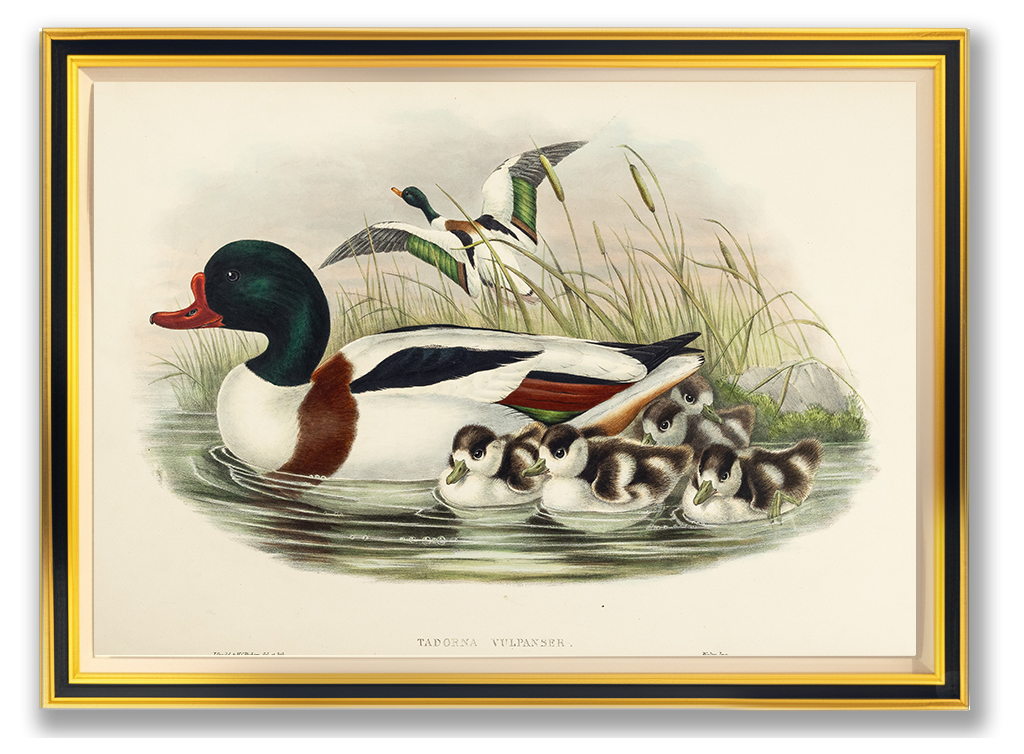 John Gould (1804-1881), Tadorna vulpanser [Sheldrake]