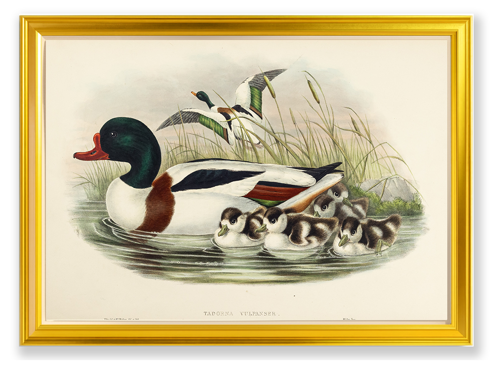 John Gould (1804-1881), Tadorna vulpanser [Sheldrake]