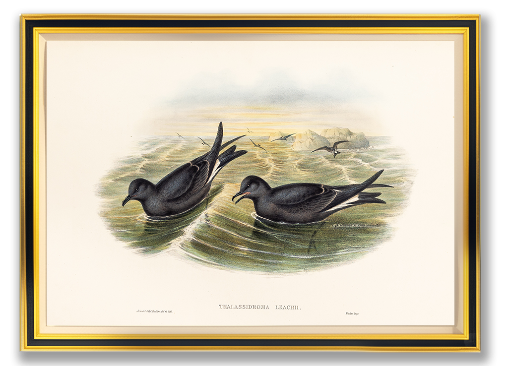 John Gould (1804-1881), Thalassidroma Leachii [Fork-tailed Storm-Petrel]