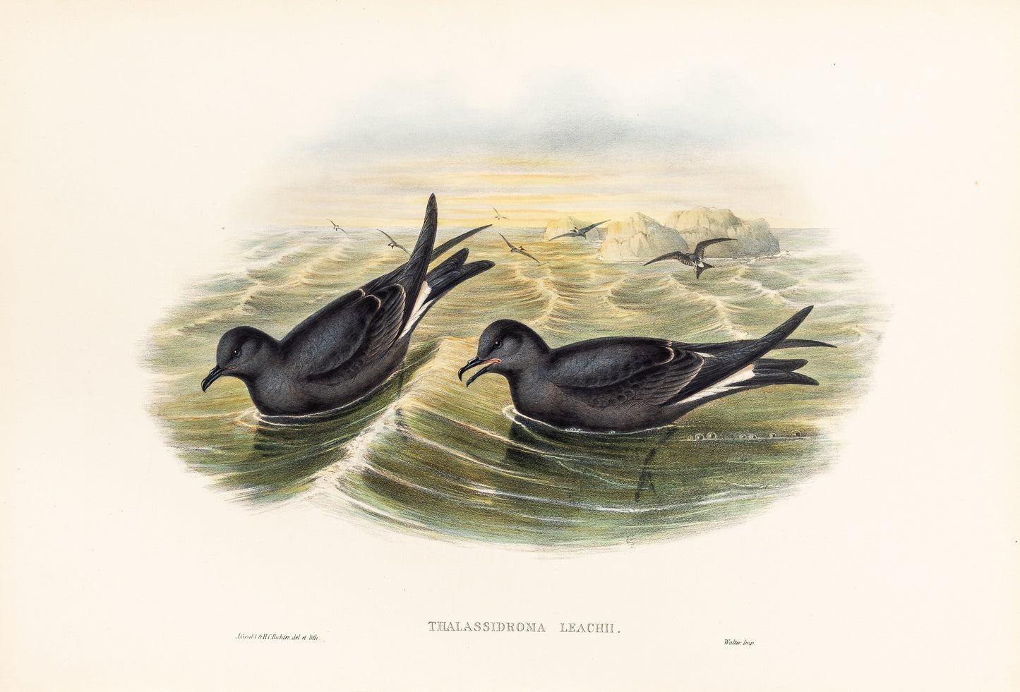 John Gould (1804-1881), Thalassidroma Leachii [Fork-tailed Storm-Petrel]