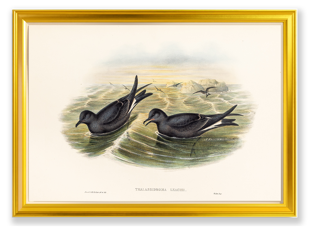 John Gould (1804-1881), Thalassidroma Leachii [Fork-tailed Storm-Petrel]