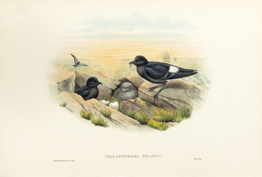 John Gould (1804-1881), Thalassidroma pelagica [Storm-Petrel]