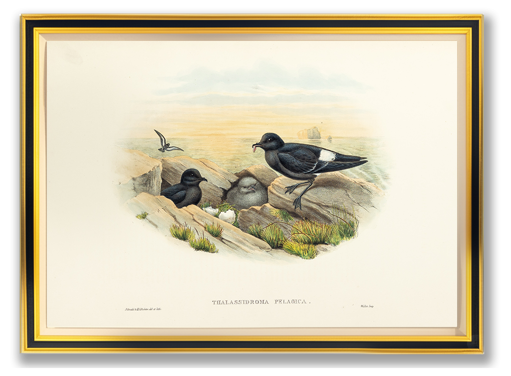 John Gould (1804-1881), Thalassidroma pelagica [Storm-Petrel]
