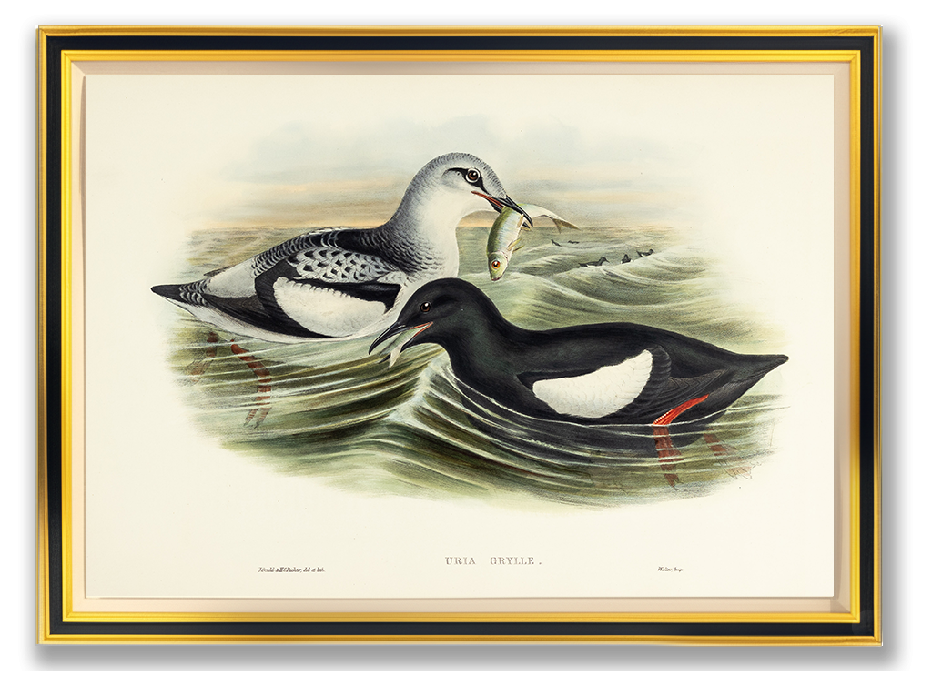 John Gould (1804-1881), Uria grylle [Black Guillemot]