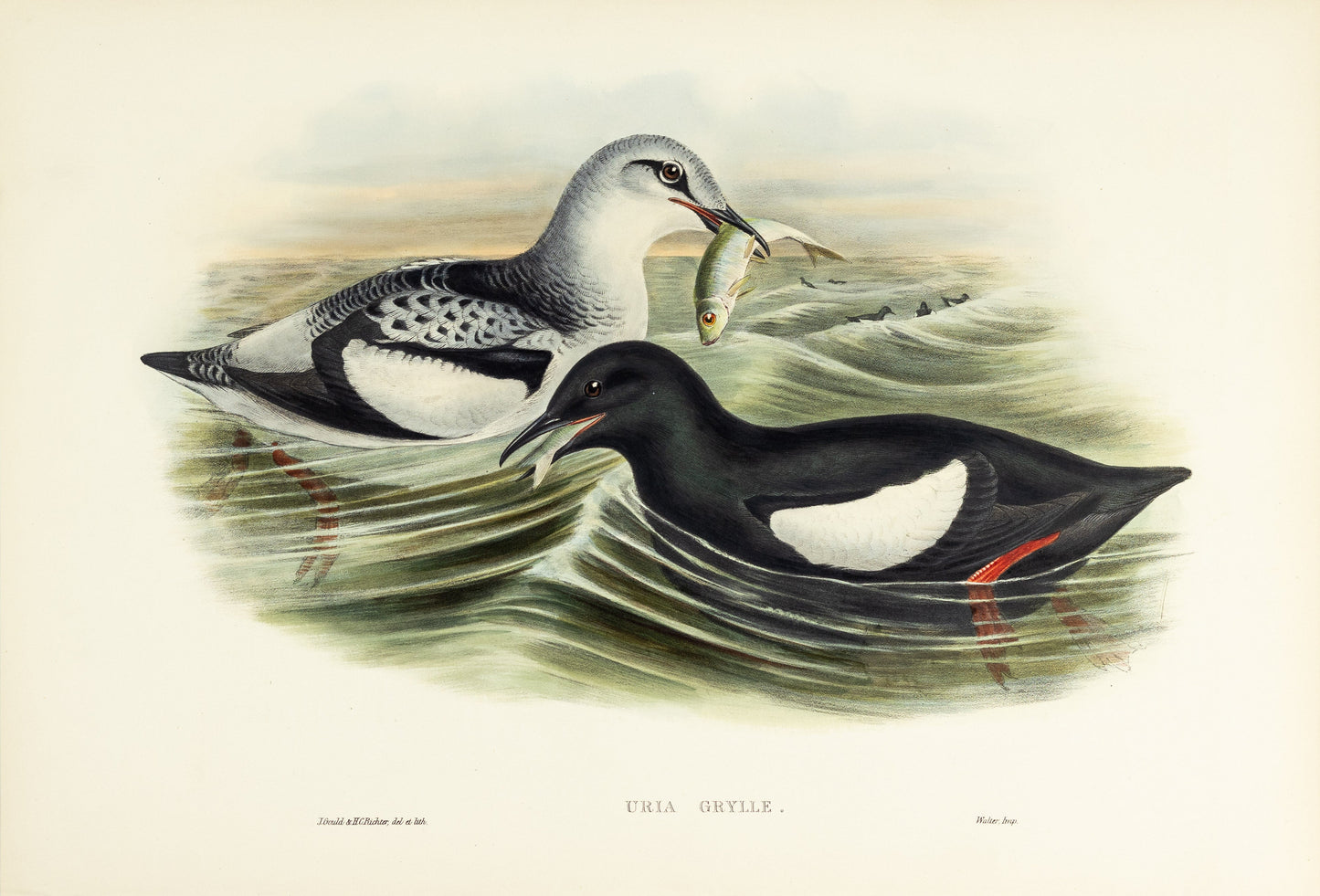 John Gould (1804-1881), Uria grylle [Black Guillemot]