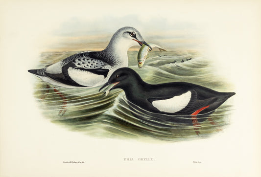 John Gould (1804-1881), Uria grylle [Black Guillemot]