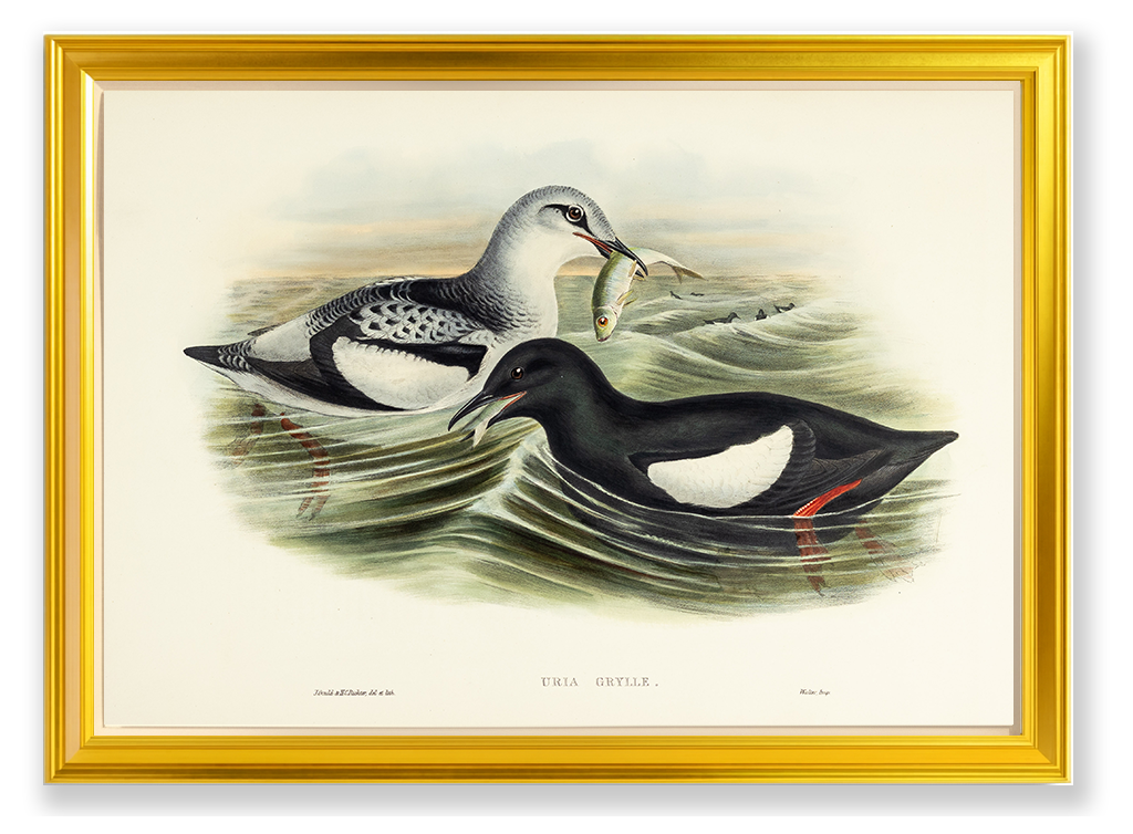 John Gould (1804-1881), Uria grylle [Black Guillemot]