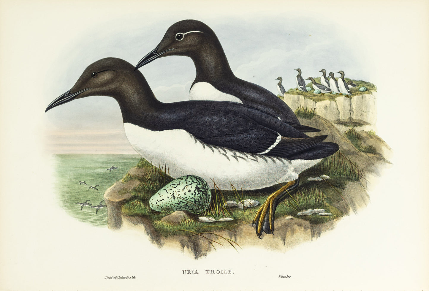 John Gould (1804-1881), Uria troile [Common Guillemot]