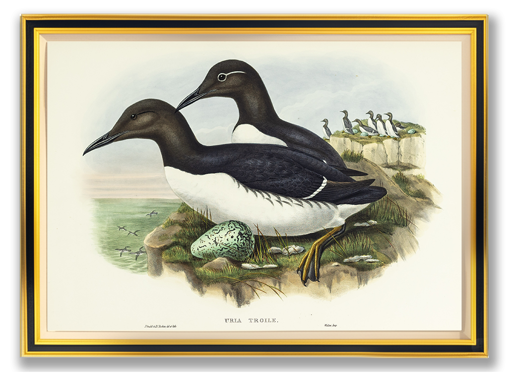 John Gould (1804-1881), Uria troile [Common Guillemot]