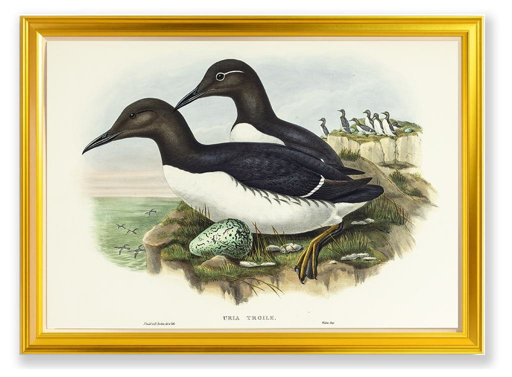 John Gould (1804-1881), Uria troile [Common Guillemot]