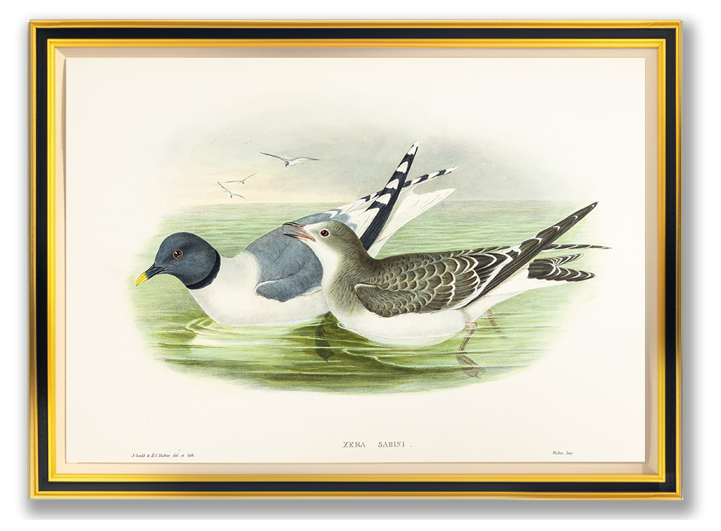 John Gould (1804-1881), Xema Sabini [Sabine’s Gull]