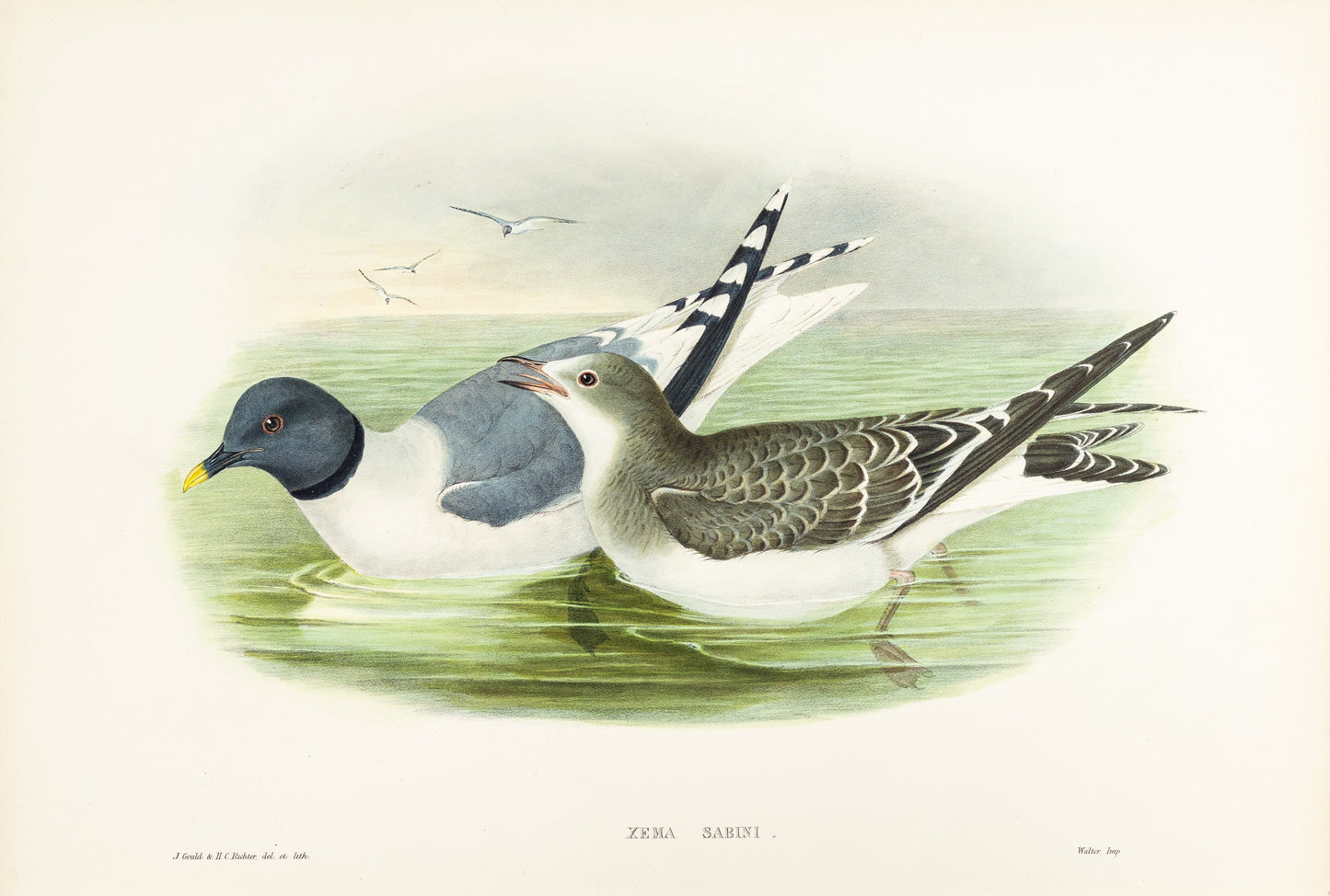 John Gould (1804-1881), Xema Sabini [Sabine’s Gull]