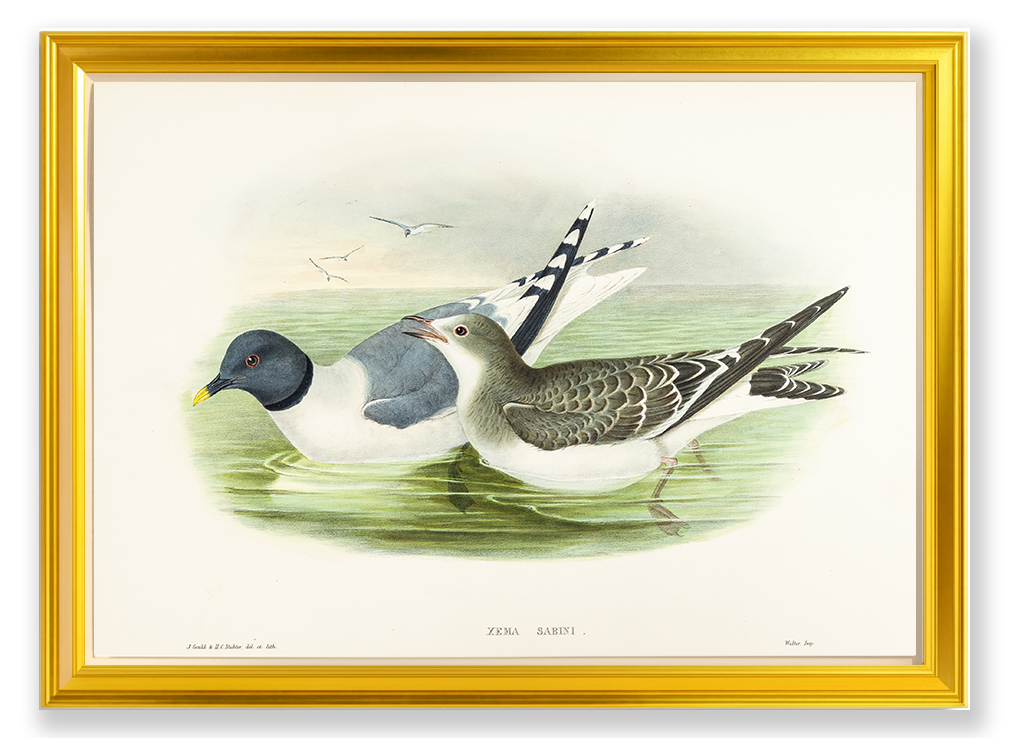 John Gould (1804-1881), Xema Sabini [Sabine’s Gull]