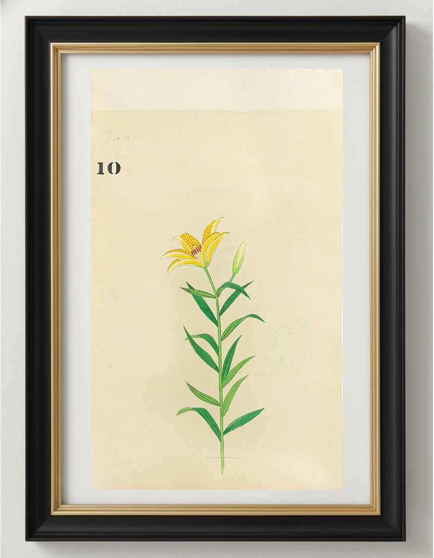 JAPANESE (Late 19th Century) - Lilies 10