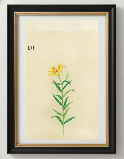 JAPANESE (Late 19th Century) - Lilies 10