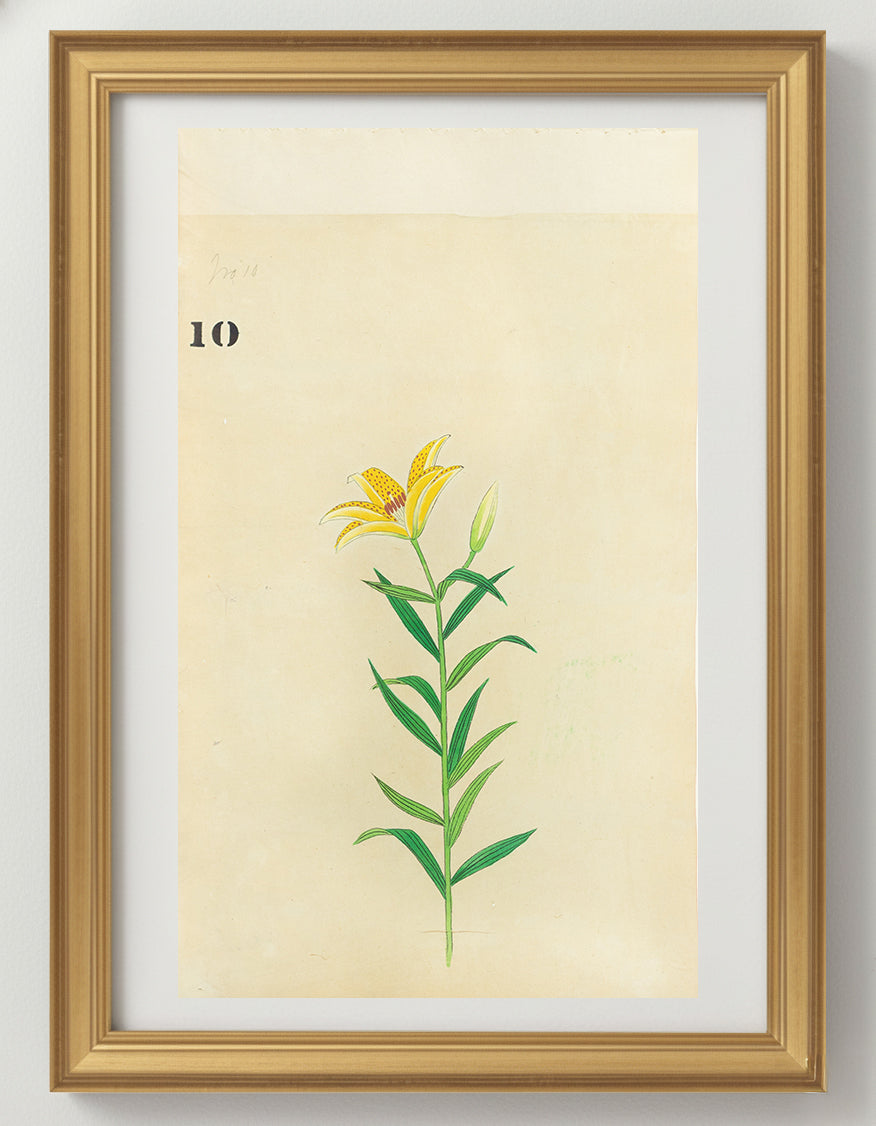 JAPANESE (Late 19th Century) - Lilies 10