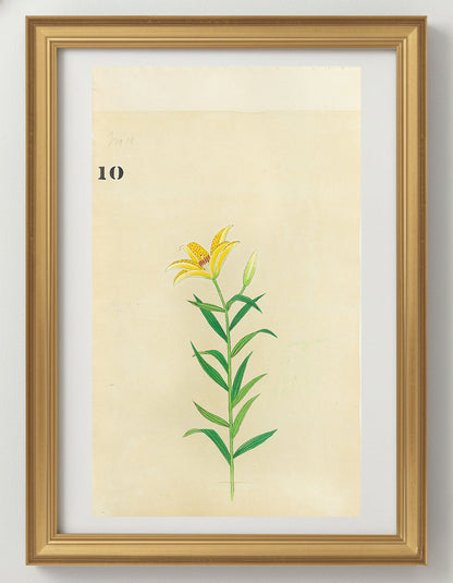 JAPANESE (Late 19th Century) - Lilies 10