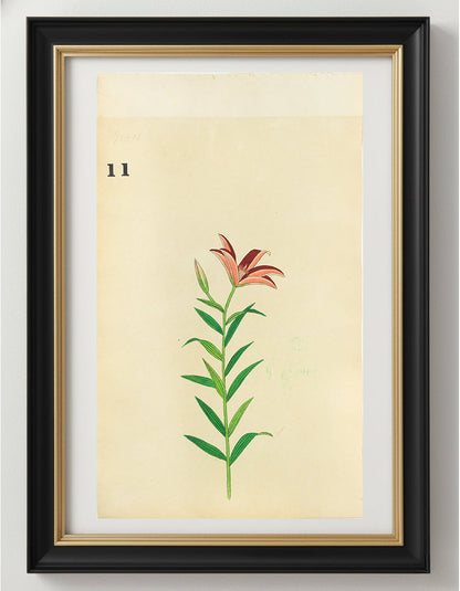JAPANESE (Late 19th Century) - Lilies 11