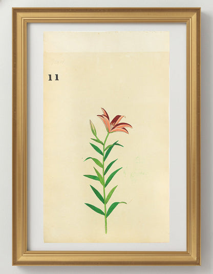 JAPANESE (Late 19th Century) - Lilies 11