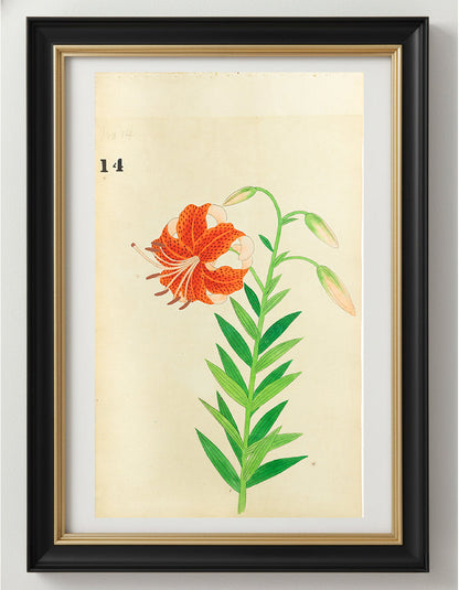 JAPANESE (Late 19th Century) - Lilies 12