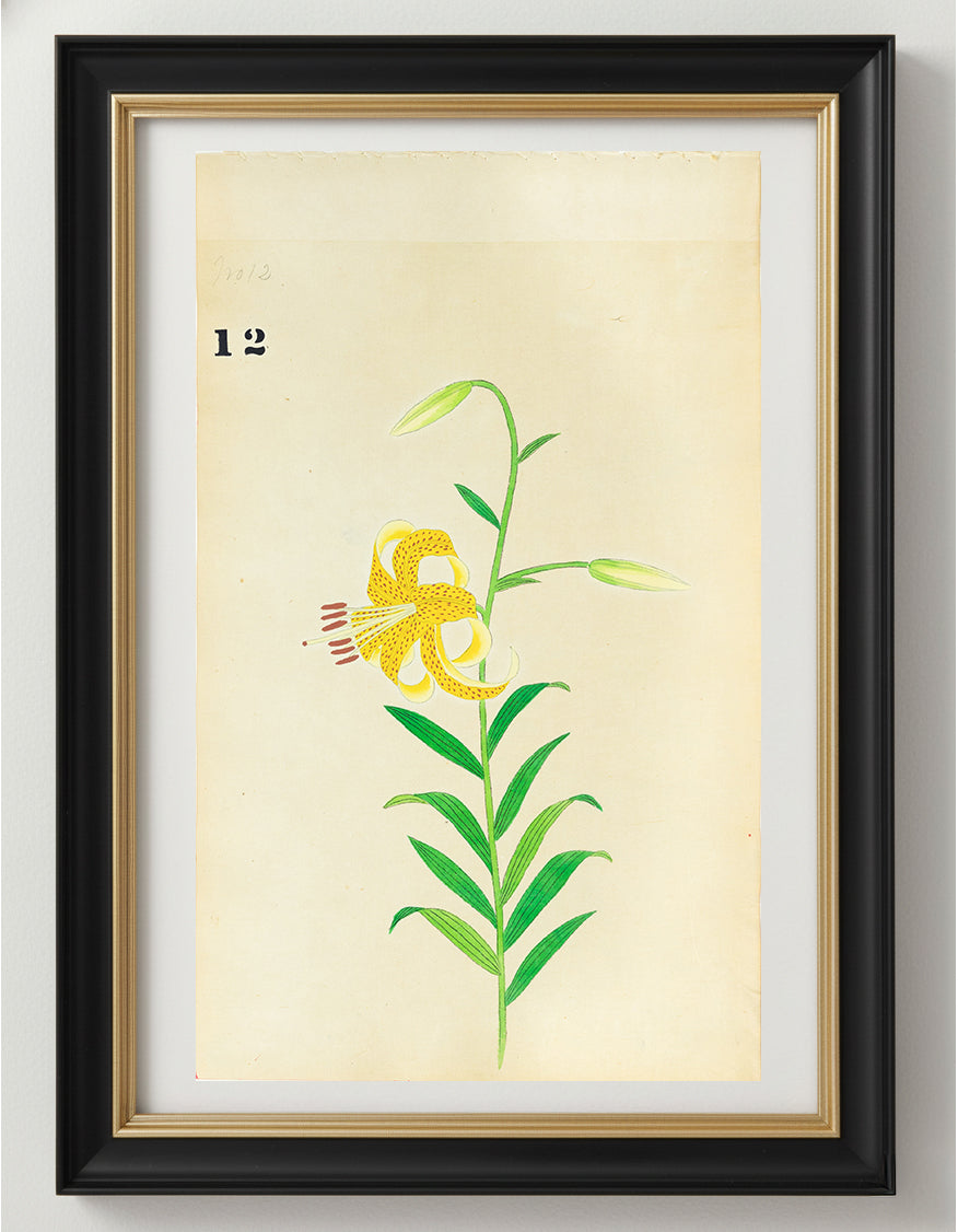 JAPANESE (Late 19th Century) - Lilies 13