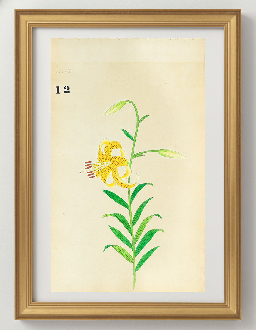 JAPANESE (Late 19th Century) - Lilies 13