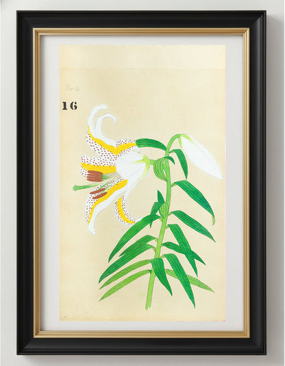 JAPANESE (Late 19th Century) - Lilies 16