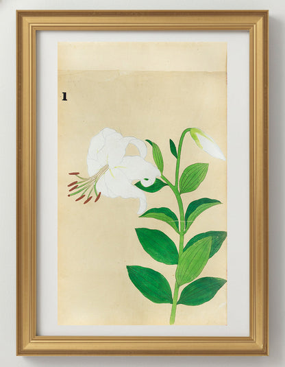 JAPANESE (Late 19th Century) - Lilies 1
