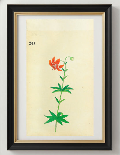 JAPANESE (Late 19th Century) - Lilies 20
