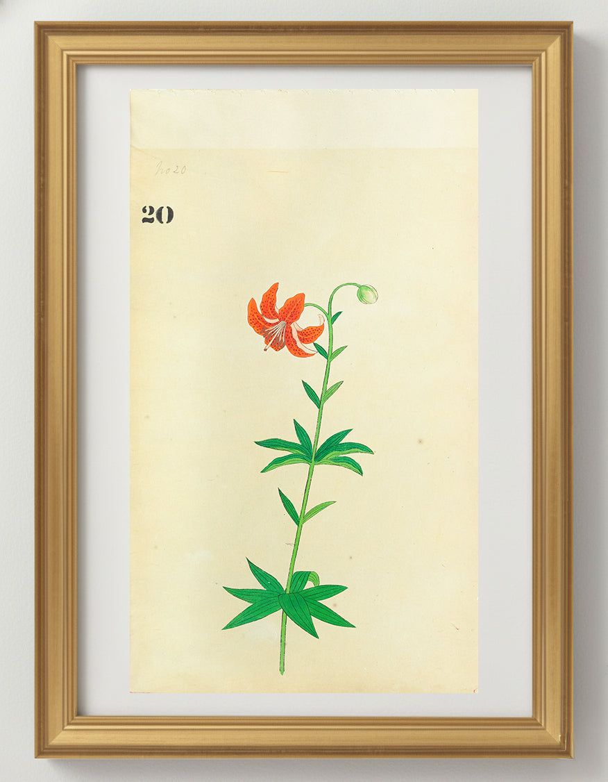 JAPANESE (Late 19th Century) - Lilies 20