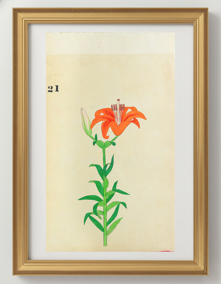 JAPANESE (Late 19th Century) - Lilies 21