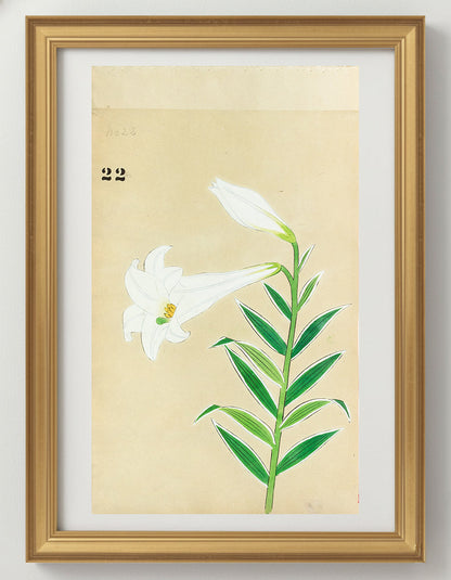 JAPANESE (Late 19th Century) - Lilies 22