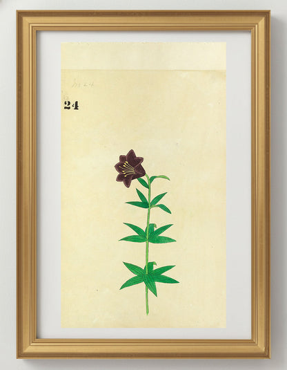 JAPANESE (Late 19th Century) - Lilies 24
