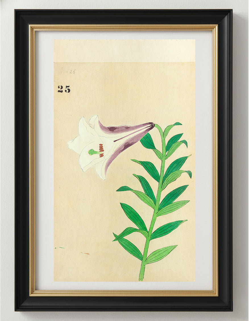 JAPANESE (Late 19th Century) - Lilies 25