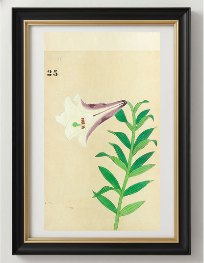 JAPANESE (Late 19th Century) - Lilies 25
