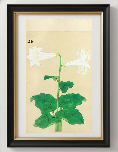 JAPANESE (Late 19th Century) - Lilies 26