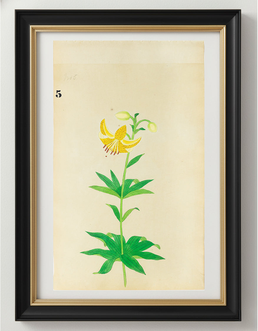 JAPANESE (Late 19th Century) - Lilies 5