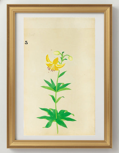 JAPANESE (Late 19th Century) - Lilies 5