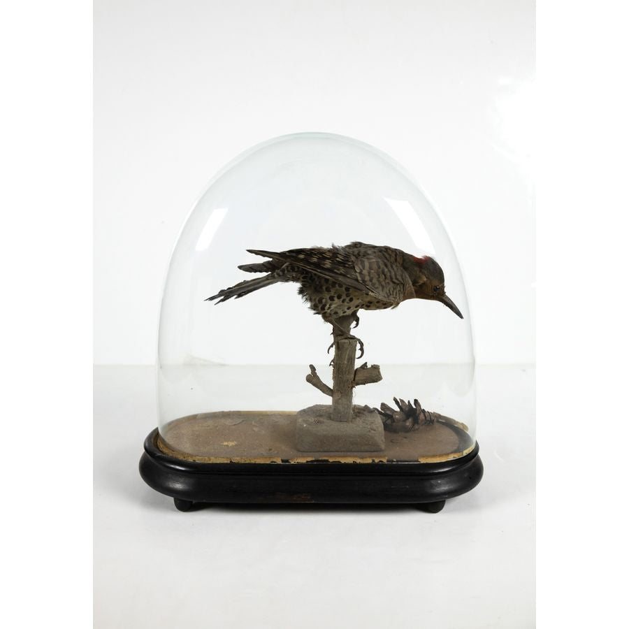 Victorian Taxidermy, Northern [Red] Flicker with Pinecone
