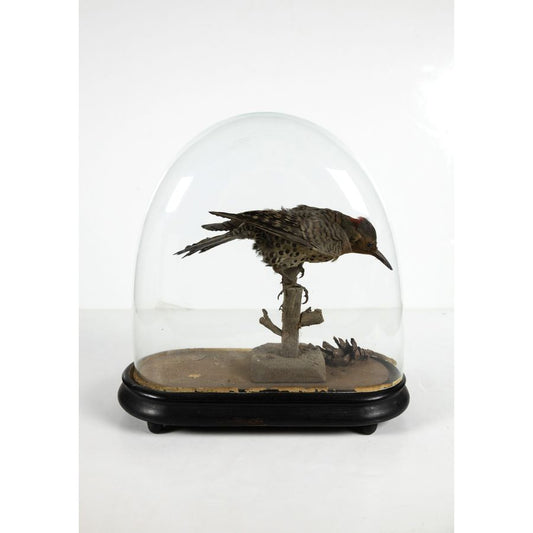 Victorian Taxidermy, Northern [Red] Flicker with Pinecone