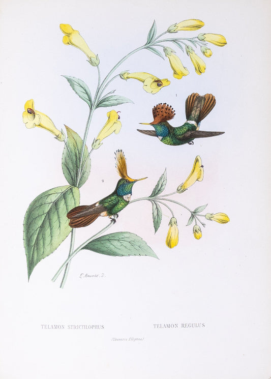 Mulsant & Verreaux. [1. Spangled coquette Hummingbird 2.Rufous-crested Coquette Hummingbird] 1.Telamon Strictilophus 2.Telamon Regulus. 1874.