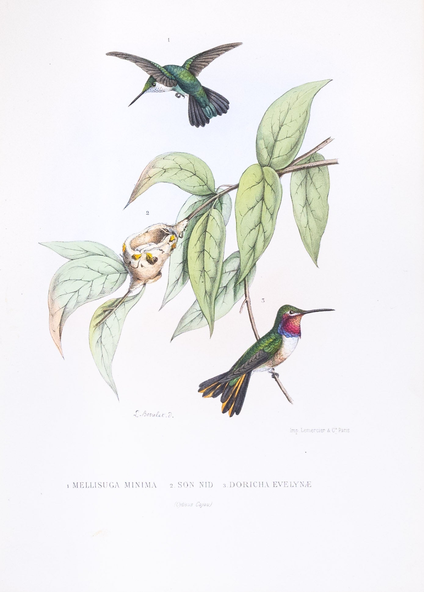 Mulsant & Verreaux. [1.Vervain Hummingbird 2.Their nest 3.Bahama Wood-star Hummingbird] 1.Mellisuga Minima 2.Son Nid. 3.Doricha Evelynæ. 1874.