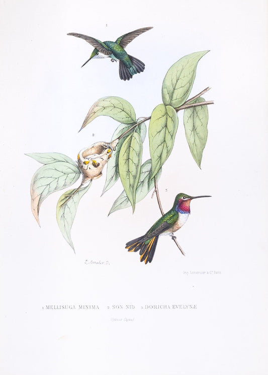 Mulsant & Verreaux. [1.Vervain Hummingbird 2.Their nest 3.Bahama Wood-star Hummingbird] 1.Mellisuga Minima 2.Son Nid. 3.Doricha Evelynæ. 1874.