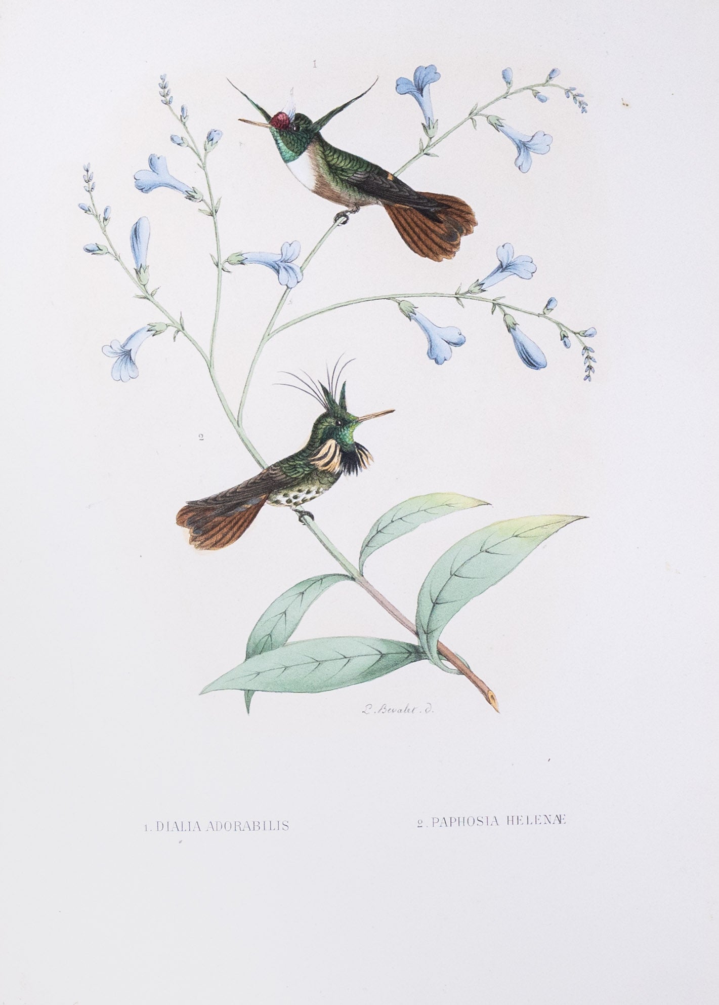 Mulsant & Verreaux. [1.White-crested coquette Hummingbird 2.Black-crested coquette Hummingbird] 1. Dialia Adorabilis 2.Paphosia Helenæ. 1874.