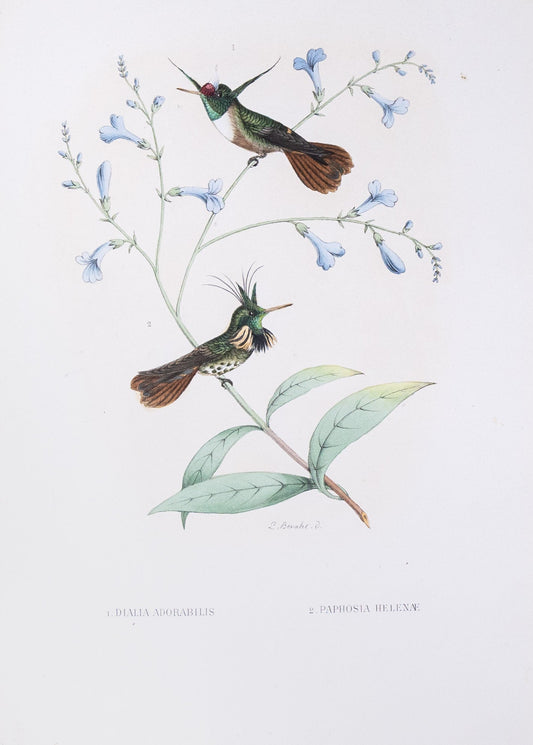 Mulsant & Verreaux. [1.White-crested coquette Hummingbird 2.Black-crested coquette Hummingbird] 1. Dialia Adorabilis 2.Paphosia Helenæ. 1874.